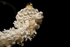 Coral Chandelier with Shells Attributed to Jensen